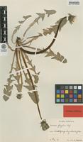 Isotype of Taraxacum fulgidum G.E.Haglund [family ASTERACEAE]