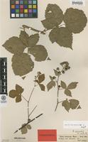 Isolectotype of Rubus aureolus Allander [family ROSACEAE]