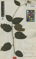 Isolectotype of Rubus loxensis Benth. [family ROSACEAE]