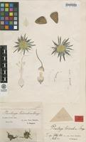 Holotype of Plantago triandra Berggr. [family PLANTAGINACEAE]