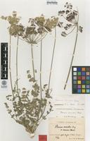 Syntype of Daucus crinitus Desf. var. comosus Murb. [family APIACEAE]