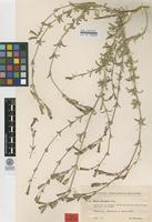 Syntype of Silene barrattei Murb. [family CARYOPHYLLACEAE]