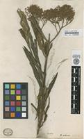 Type of Scoparia arborea L.f. [family SCROPHULARIACEAE]