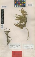 Lectotype of Scaevola repens de Vriese var. angustifolia de Vriese [family GOODENIACEAE]