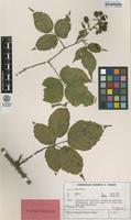 Isotype of Rubus braeuckeriformis H.E.Weber [family ROSACEAE]