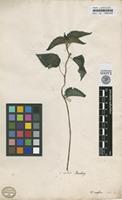 Type of Urtica caffra Thunb. [family URTICACEAE]