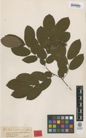 Syntype of Crudia pubescens Spruce ex Benth. [family FABACEAE]