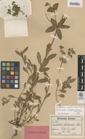 Isosyntype of Euphorbia sintenisii Boiss. ex Freyn [family EUPHORBIACEAE]