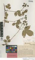 Isolectotype of Rubus serrulatus Lindeb. [family ROSACEAE]