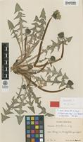 Isotype of Taraxacum scotiniforme Dahlst. ex G.E.Haglund [family ASTERACEAE]