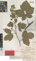 Lectotype of Rubus glauciformis C.E.Gust. ex H.Hyl. [family ROSACEAE]