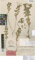 Isotype of Euphorbia zahnii Heldr. ex Halácsy [family EUPHORBIACEAE]