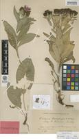 Type of Centaurea pseudophrygia C.A.Mey. ssp. bosniaca Murb. [family ASTERACEAE]