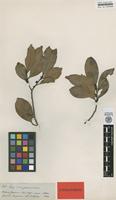 Isotype of Ilex casiquiarensis Loes. [family AQUIFOLIACEAE]