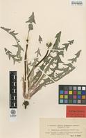 Isolectotype of Taraxacum angustisquameum Dahlst. ex H.Lindb. var. pholidotum Dahlst. [family ASTERACEAE]