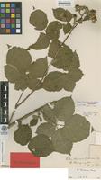 Holotype of Rubus tiliaster H.E.Weber [family ROSACEAE]