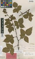 Lectotype of Rubus affinis Weihe & Nees var. relatus F.Aresch. [family ROSACEAE]
