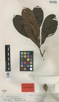 Isotype of Wallacea insignis Spruce ex Benth. & Hook.f. [family OCHNACEAE]