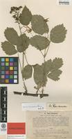 Isolectotype of Rubus dissimulans Lindeb. [family ROSACEAE]