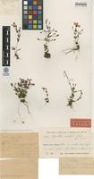 Holotype of Ilysanthes saxatilis Norl. [family SCROPHULARIACEAE]