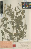 Isolectotype of Chenopodium neumanii Murr [family CHENOPODIACEAE]