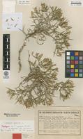 Syntype of Centaurea cycladum Heldr. [family ASTERACEAE]