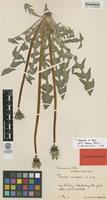 Isotype of Taraxacum nemorum G.E.Haglund [family ASTERACEAE]