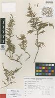 Isoepitype of Suaeda prostrata Pall. [family CHENOPODIACEAE]