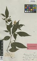 Isotype of Solanum piliferum Benth. [family SOLANACEAE]