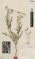 Isotype of Sonchus oleraceus L. ssp. angustissimus H.Lindb. [family ASTERACEAE]