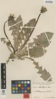 Isotype of Taraxacum hemicyclum G.E.Haglund [family ASTERACEAE]