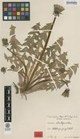 Isotype of Taraxacum hemicyclum G.E.Haglund [family ASTERACEAE]