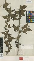 Type of Cotoneaster acuminatus Lindl. [family ROSACEAE]