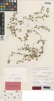 Isotype of Veronica sublobata M.A.Fisch. [family PLANTAGINACEAE]