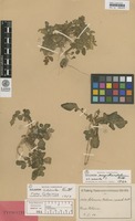 Isolectotype of Solanum acaule Bitter [family SOLANACEAE]