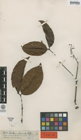 Syntype of Gnetum paniculatum Spruce ex Benth. [family GNETACEAE]