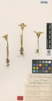 Type of Iris bornmuelleri Hausskn. [family IRIDACEAE]