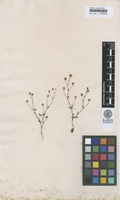 Type of Saxifraga tridactylites L. [family SAXIFRAGACEAE]