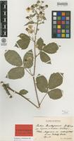 Isotype of Rubus walsemannii H.E.Weber [family ROSACEAE]