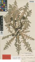 Isotype of Taraxacum corynodes G.E.Haglund [family ASTERACEAE]