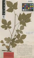 Lectotype of Rubus acuminatus Lindeb. [family ROSACEAE]
