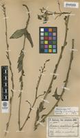 Syntype of Hieracium anatolicum Freyn & Sint. [family ASTERACEAE]