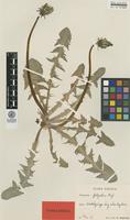Isotype of Taraxacum fulgidum G.E.Haglund [family ASTERACEAE]