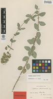 Syntype of Origanum pseudo-onites H.Lindb. [family LAMIACEAE]