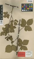 Lectotype of Rubus camptostachys G.Braun [family ROSACEAE]