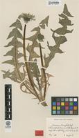 Type of Taraxacum rhamphodes G.E.Haglund [family ASTERACEAE]