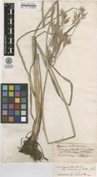 Filed as Cyperus rotundus L. [family CYPERACEAE]