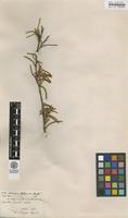 Lectotype of Acacia leptoneura Bentrh. var. pungens Meisn. [family FABACEAE]