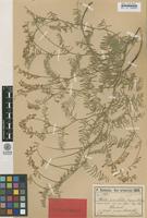 Syntype of Vicia variabilis Freyn & Sint. ex Freyn [family FABACEAE]