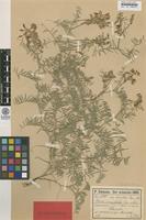 Syntype of Vicia variabilis Freyn & Sint. ex Freyn [family FABACEAE]
